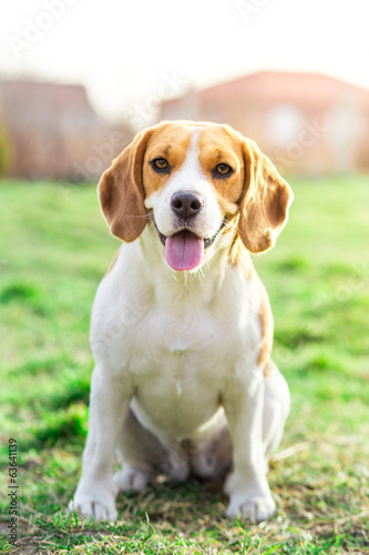 Beagle close up portrait