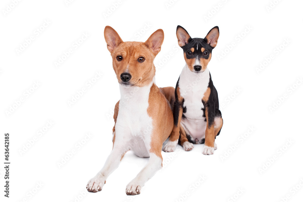 Two Basenjis isolated on the white background Two Basenjis isolated on the white background