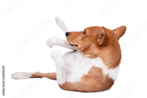 Pranksome red basenji isolated on white background photo