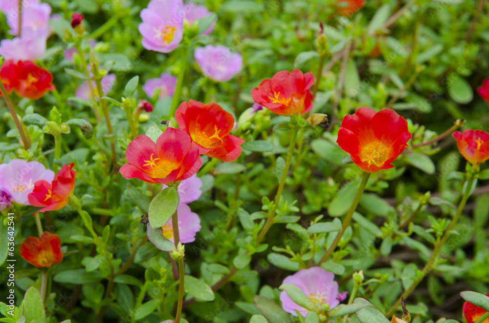 Beautiful colorful flowers in the garden.