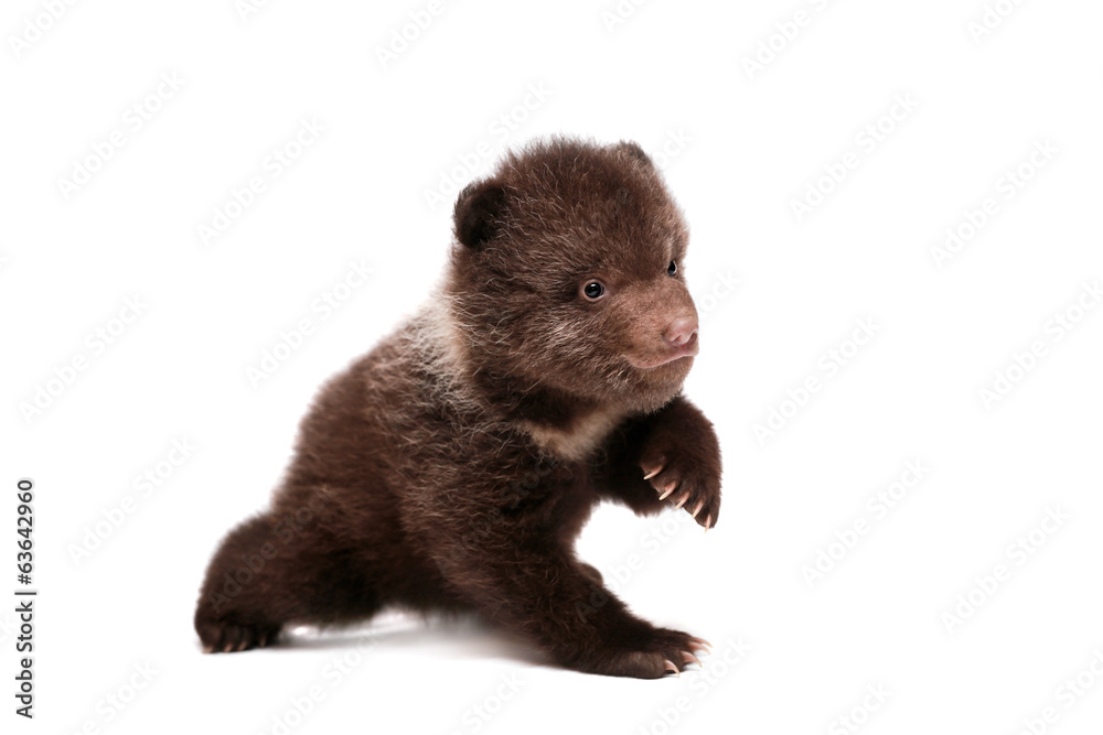 Brown Bear cub, 1,5 mounth old, isolated on white background