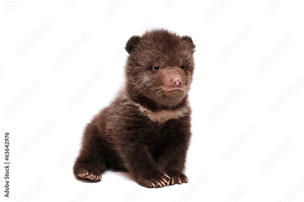 Obraz premium Brown Bear cub, 1,5 mounth old, isolated on white background