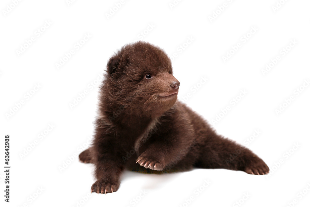 Naklejka premium Brown Bear cub, 1,5 mounth old, isolated on white background