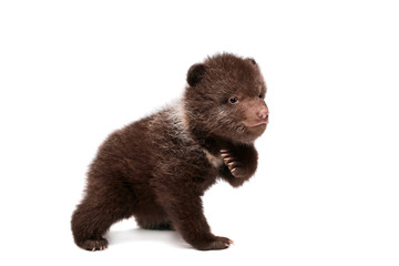 Brown Bear cub, 1,5 mounth old, isolated on white background