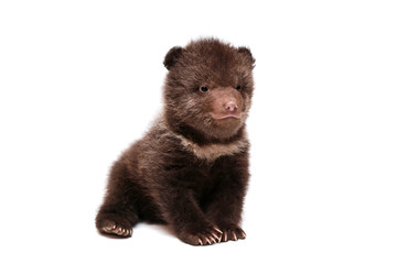 Brown Bear cub, 1,5 mounth old, isolated on white background