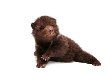Brown Bear cub, 1,5 mounth old, isolated on white background