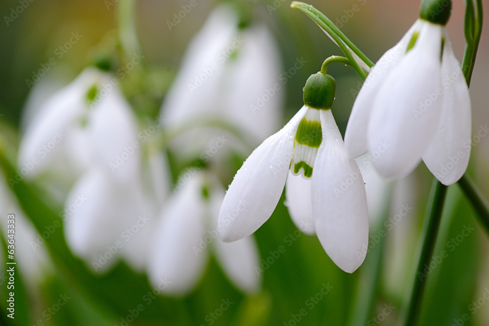 first wild spring snowdrops closeup first wild spring snowdrops closeup