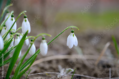 first wild spring snowdrops © The Len