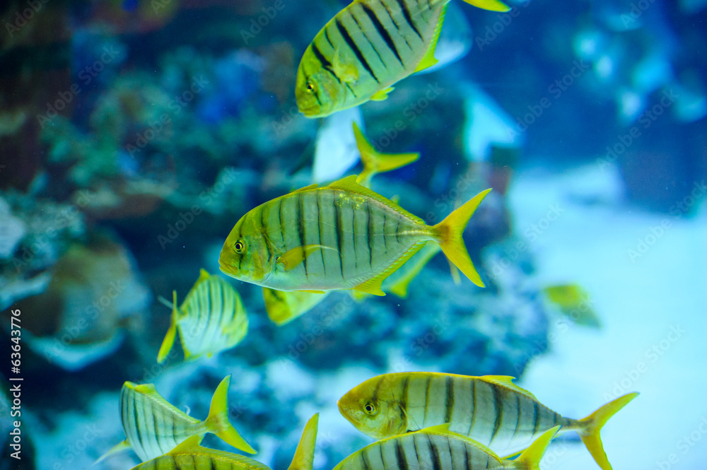 Obraz premium sea ​​fish