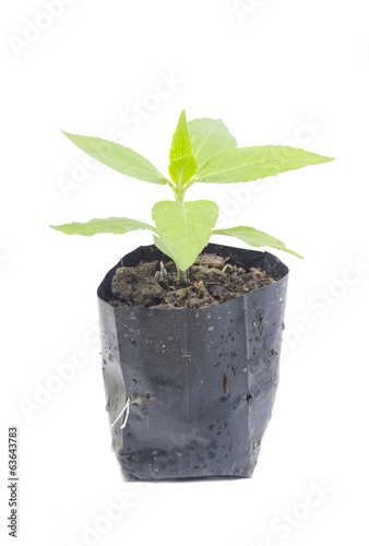 young plant isolated on white background