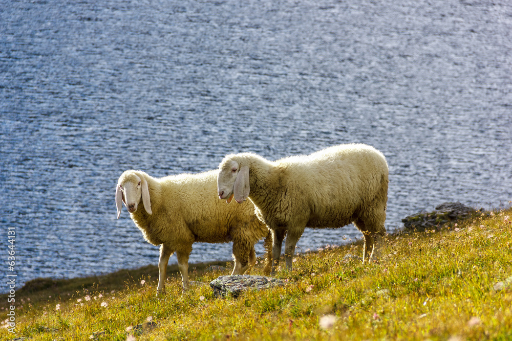 Pecore al pascolo con lago