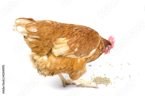 Brown red hen isolated on white
