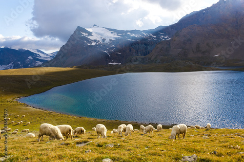 Pecore al pascolo con lago photo