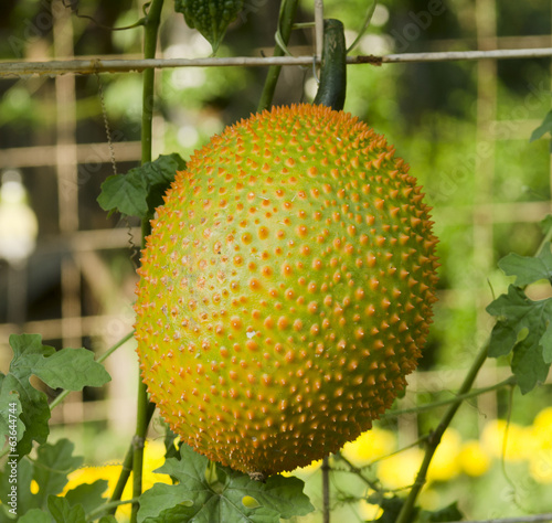 A Southeast Asian fruit photo