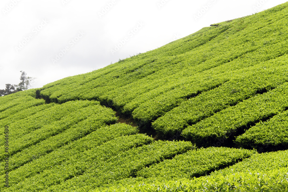 Tea plantation