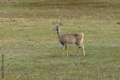 Deer in grassy field.