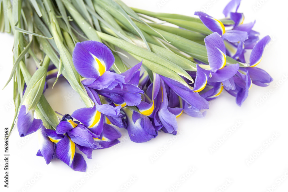 Naklejka premium Iris flowers