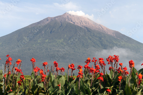 Flowers and volcano