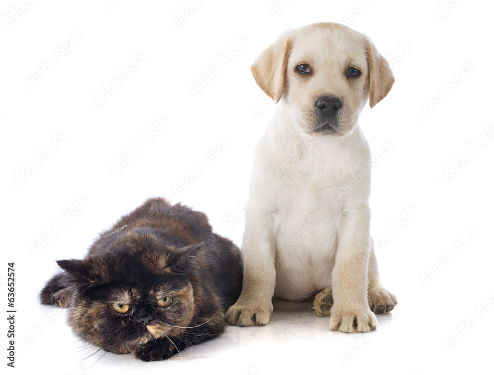 exotic shorthair cat and puppy