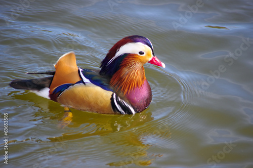 Closeup male mandarin duck (Aix galericulata) in the water