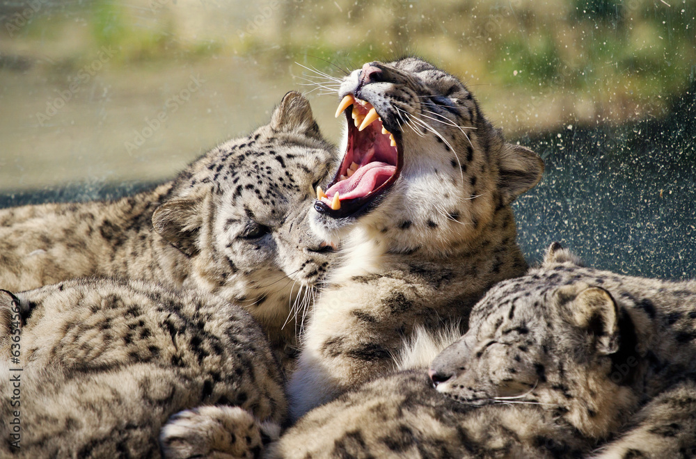 Obraz premium Lying family of Snow Leopard Irbis (Panthera uncia)
