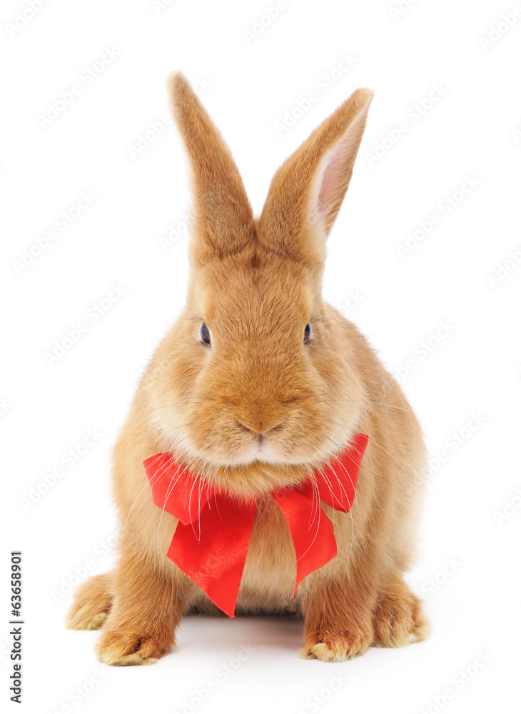 Fototapeta premium Rabbit