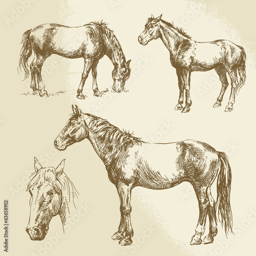 hand drawn horses
