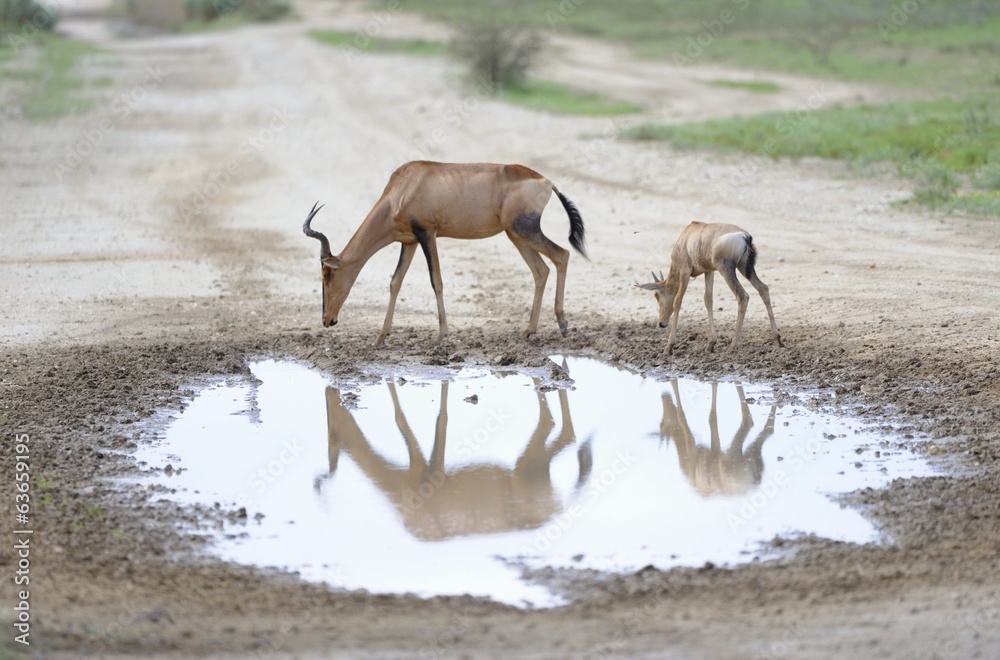 Red hartebeest (Acelaphus caama) kalahari desert Red hartebeest (Acelaphus caama) kalahari desert