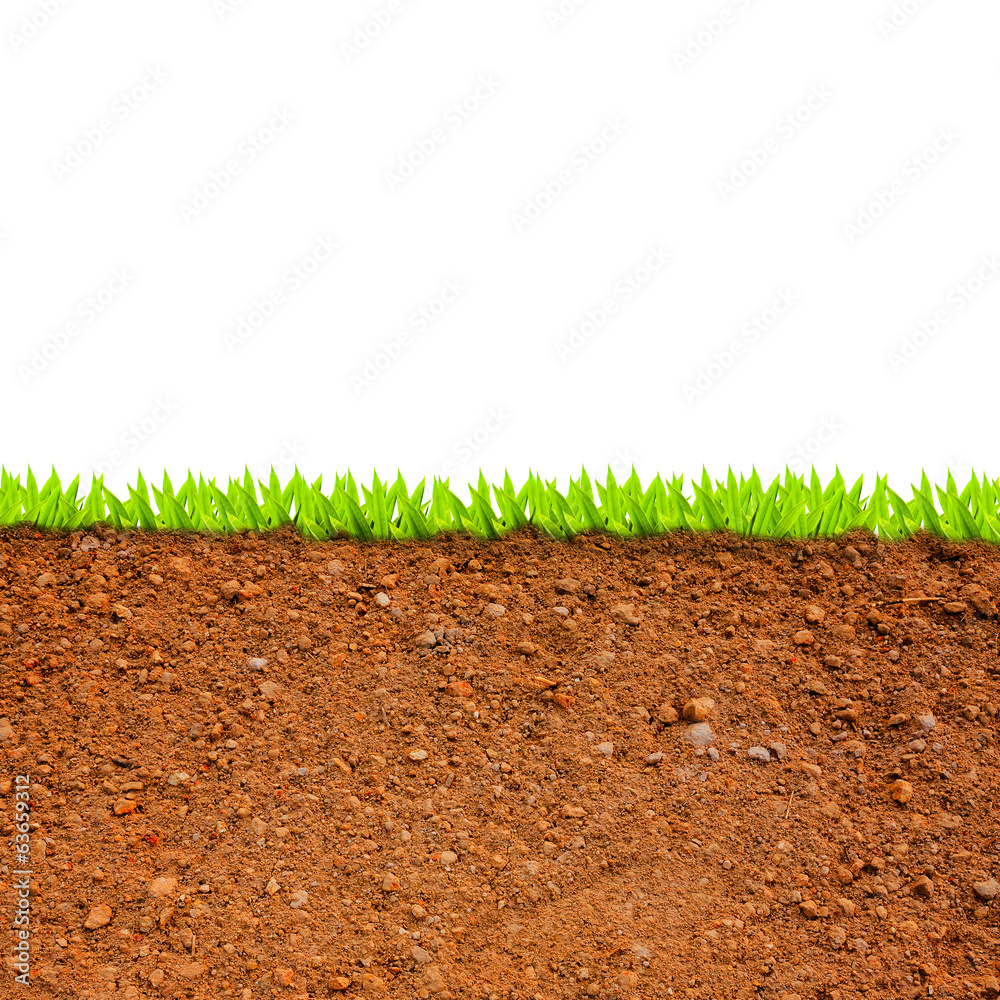 cross section of grass and soil against white background Stock Photo |  Adobe Stock