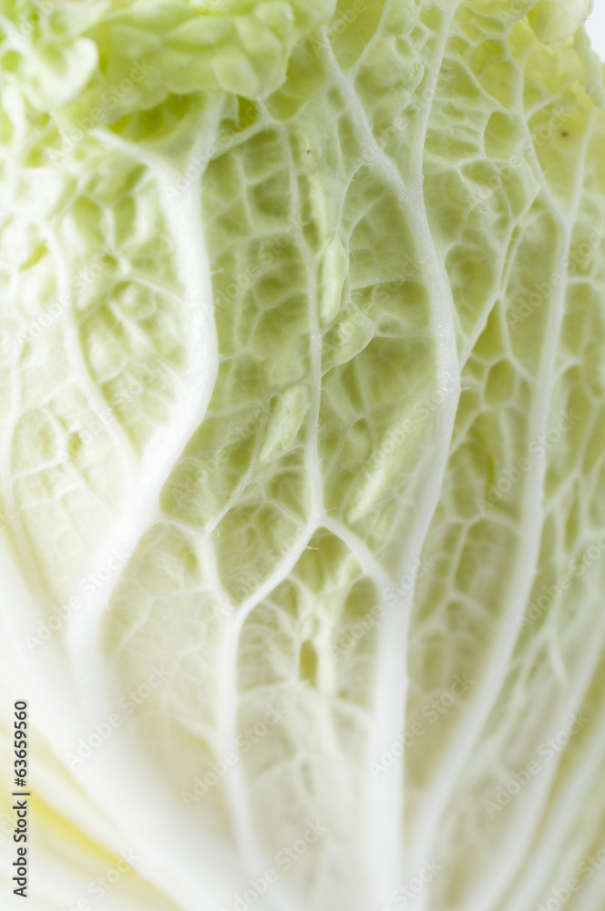 白菜 白菜