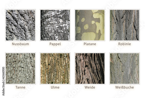 Rindenarten Freigestellt