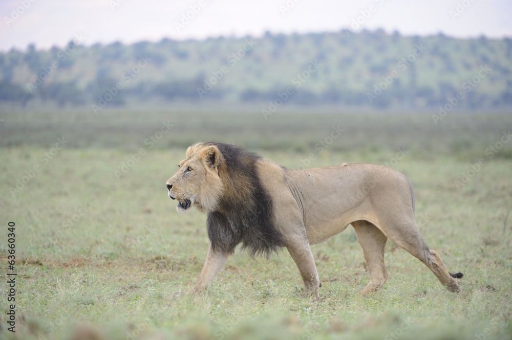 Lion (Panthera leo). Alpha male patrolling territory in Kalahar Lion (Panthera leo). Alpha male patrolling territory in Kalahar
