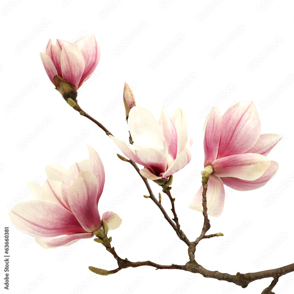 Fototapeta premium magnolia