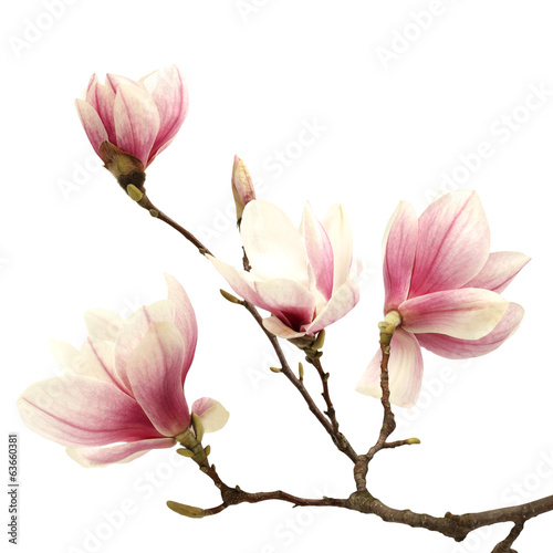 Obraz na plátně magnolia