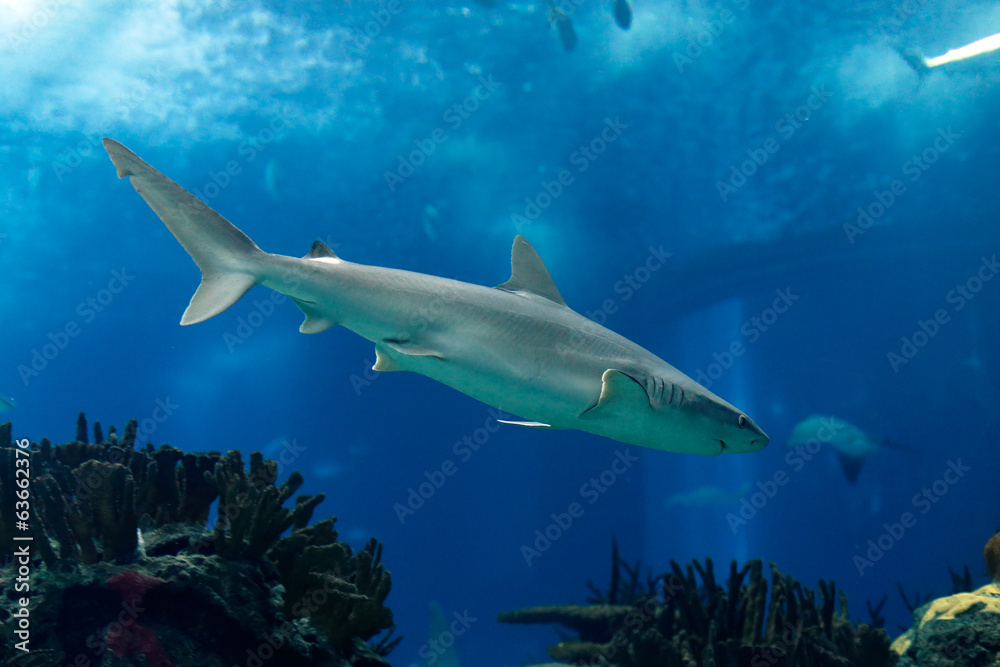 Lisbon Oceanarium shark