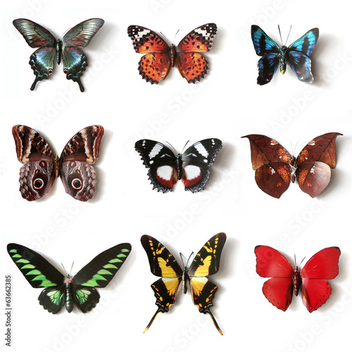 Canvas Print Stuffed insects Butterfly collection