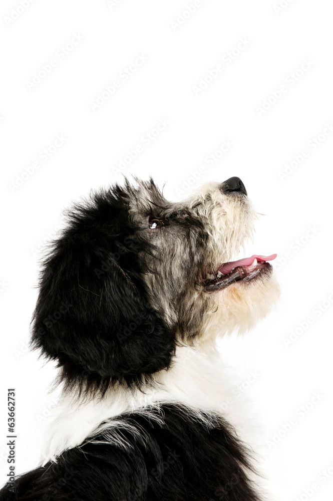 Polish Lowland Sheepdog isolated on a white background Polish Lowland Sheepdog isolated on a white background