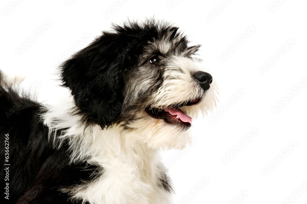 Polish Lowland Sheepdog isolated on a white background Polish Lowland Sheepdog isolated on a white background
