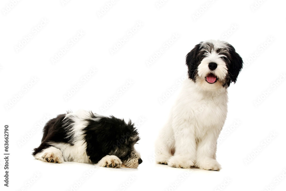 Polish Lowland Sheepdog isolated on a white background