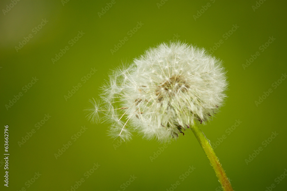 Fototapeta premium dandelion