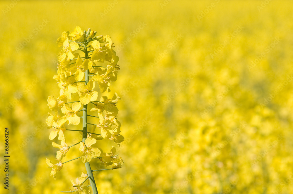 Fototapeta premium close view of colza in bloom on yellow background