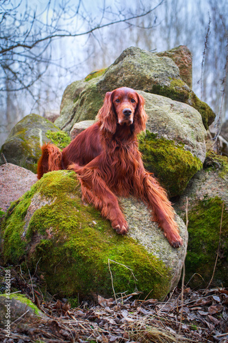 Tapety artystyczne Red irish setter dog