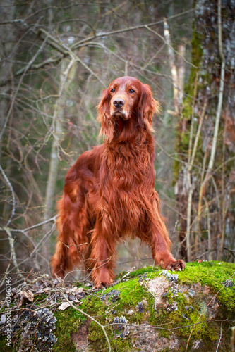 Naklejka Red irish setter dog