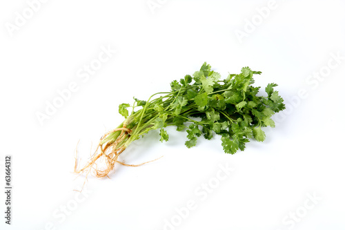 bunch of fresh cilantro isolated on white