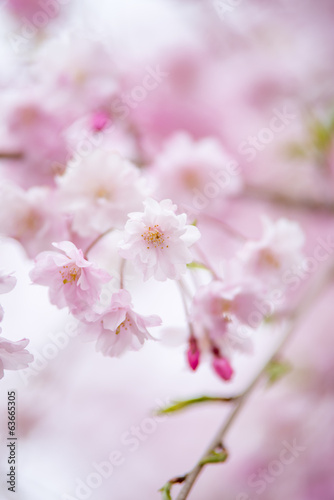 桜 © 歌うカメラマン