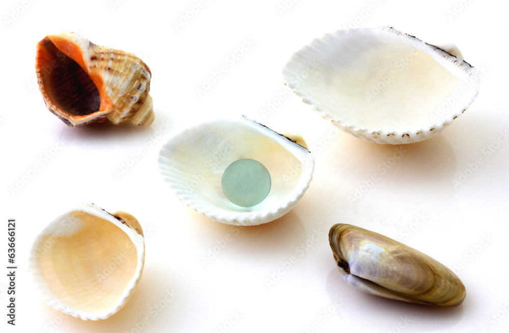 Shells with pearl and Rapana isolated on white