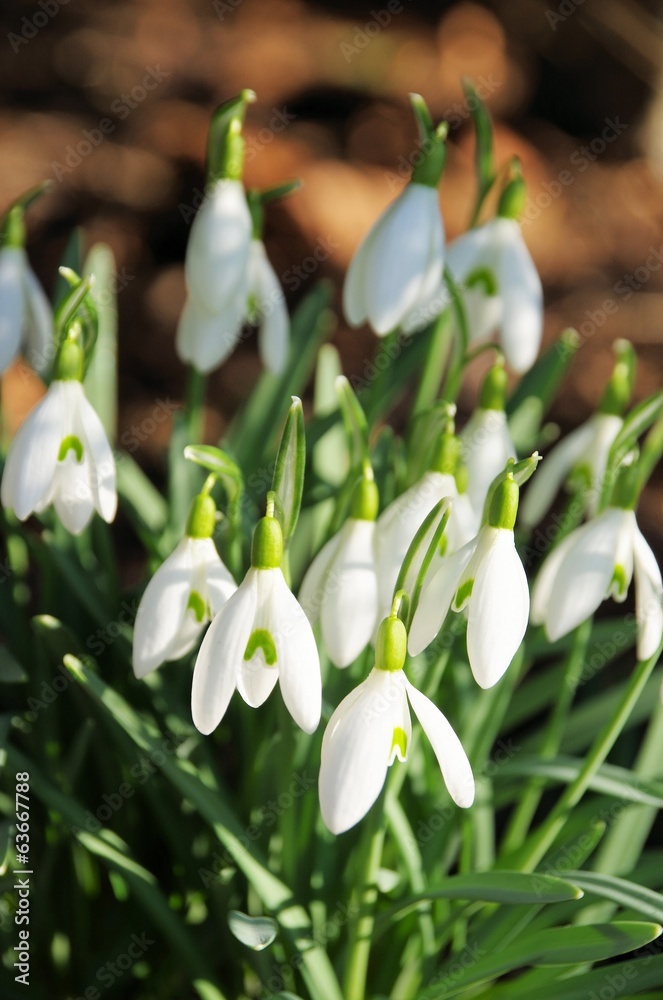 Schneeglöckchen - snowdrop 09