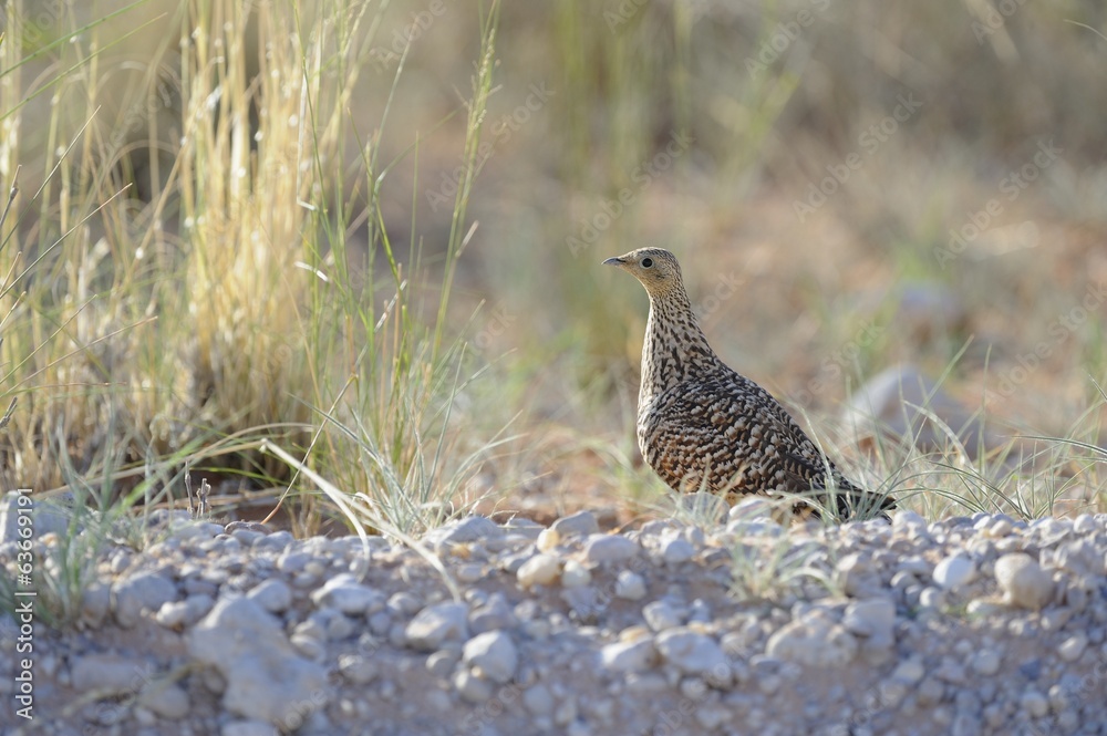 Namaqua Sand Grouse ( Pterocles namaqua) in in Kalahari desert Namaqua Sand Grouse ( Pterocles namaqua) in in Kalahari desert