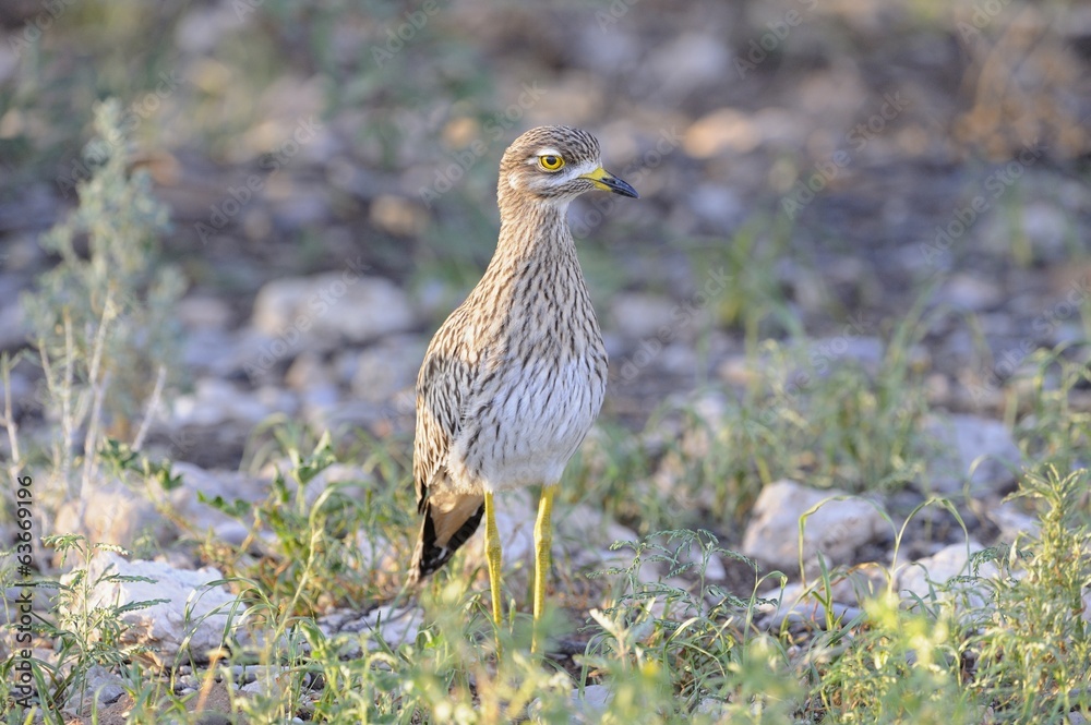 Spotted Thickknee (Burhinus capensis), aka Dikkop, Kaahari deser