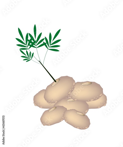 Stack of Fresh Elephant Yams on White Background photo